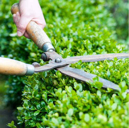 Adverts, Signs, Trees and Hedges, Adverts, Signs, Trees and Hedges