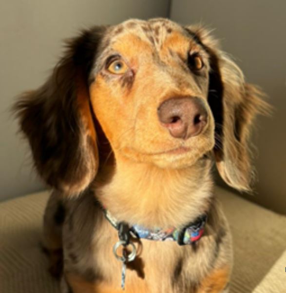 Pets, Divorce & 'Pet Nups.', Pets, Divorce & 'Pet Nups.'